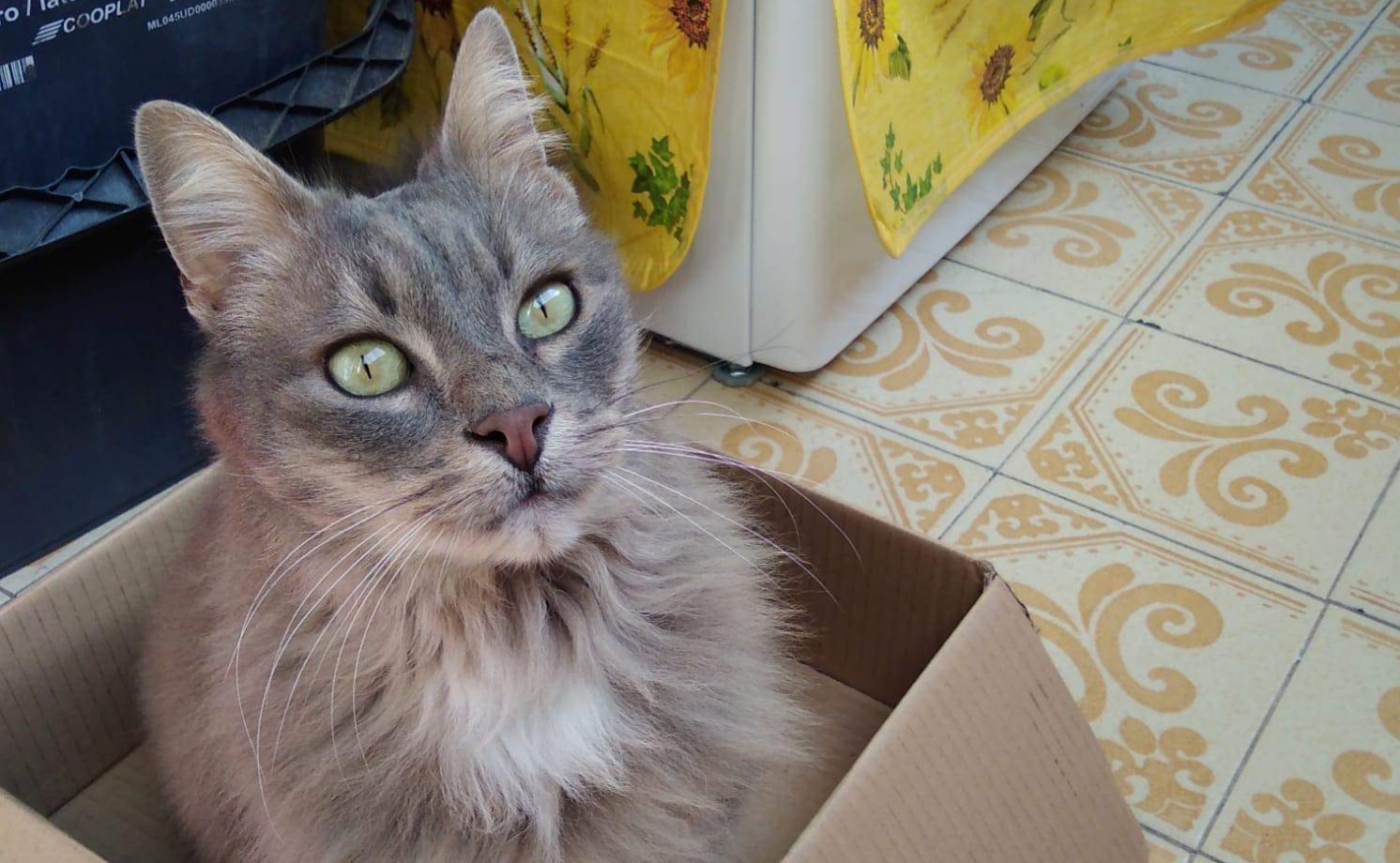 Sos disperato per ritrovare Micia, la gattina cagliaritana scomparsa in via Is Maglias