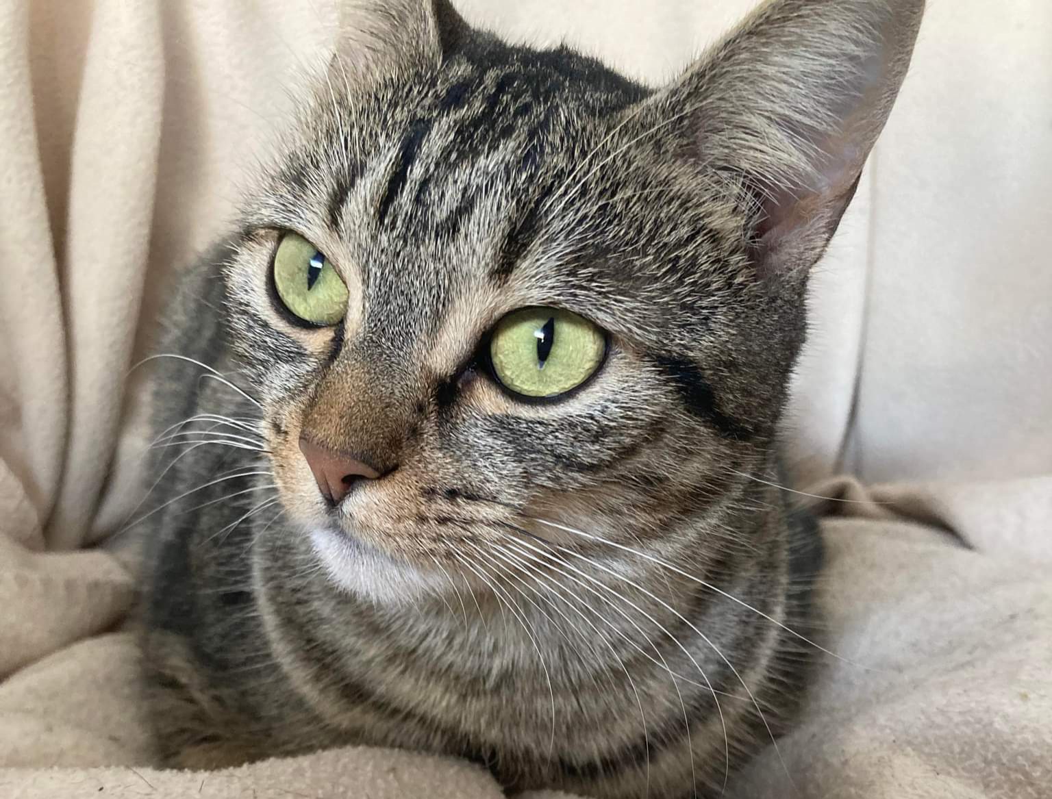 Sos per Jolie, smarrita in via Boccherini a Quartu