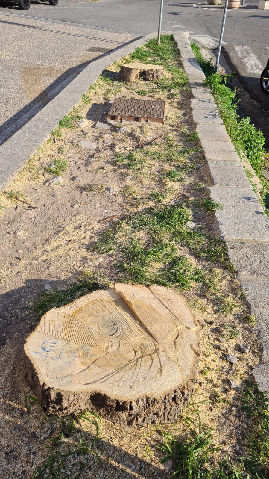 Cagliari, Grig all’attacco del Comune: “Due alberi tagliati in un’area con vincolo paesaggistico”