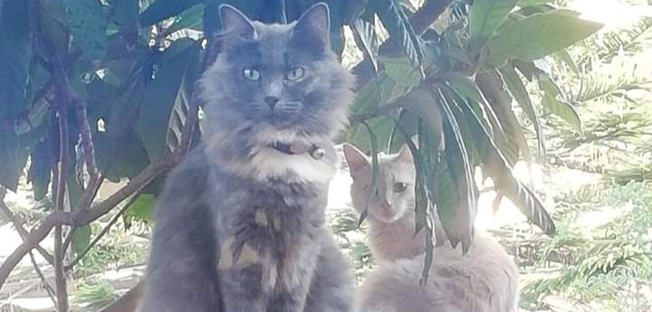 Allarme a Selargius per la gattina Mina, scomparsa a San Lussorio: “Aiutateci a ritrovarla”