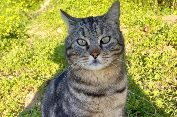 Sos a Radio Zampetta Sarda, cercasi casa per Saetta