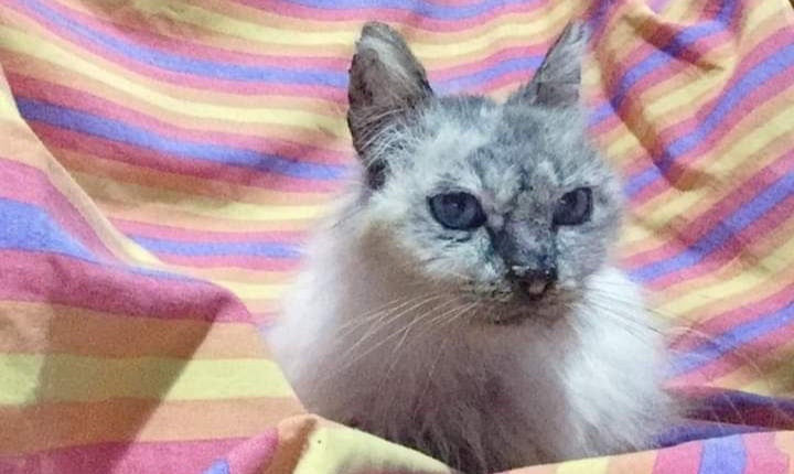 Adozione del cuore per Jimmy, il bellissimo simil siamese minuto: si trova a Cagliari
