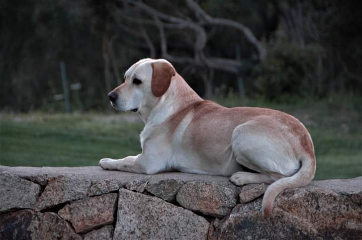 Sos a Radio Zampetta Sarda per ritrovare Max, smarrito ad Arzachena