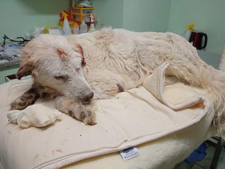 Radio Zampetta Sarda: maremmana con un chiodo in fronte, aperta una raccolta fondi per le cure