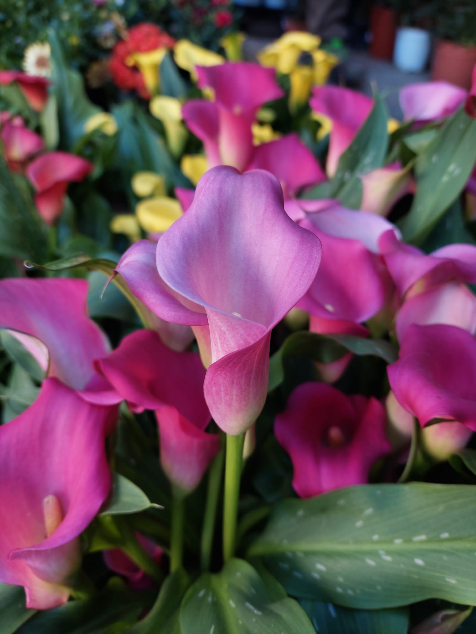 PUNTO VERDE, UN GIARDINO A CASA TUA…………….