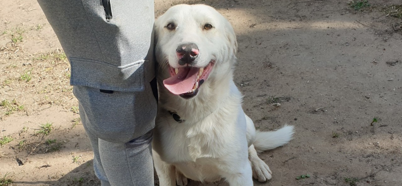 Adotta un cane dal canile di Cagliari: Golia piange perchè chiuso nel box