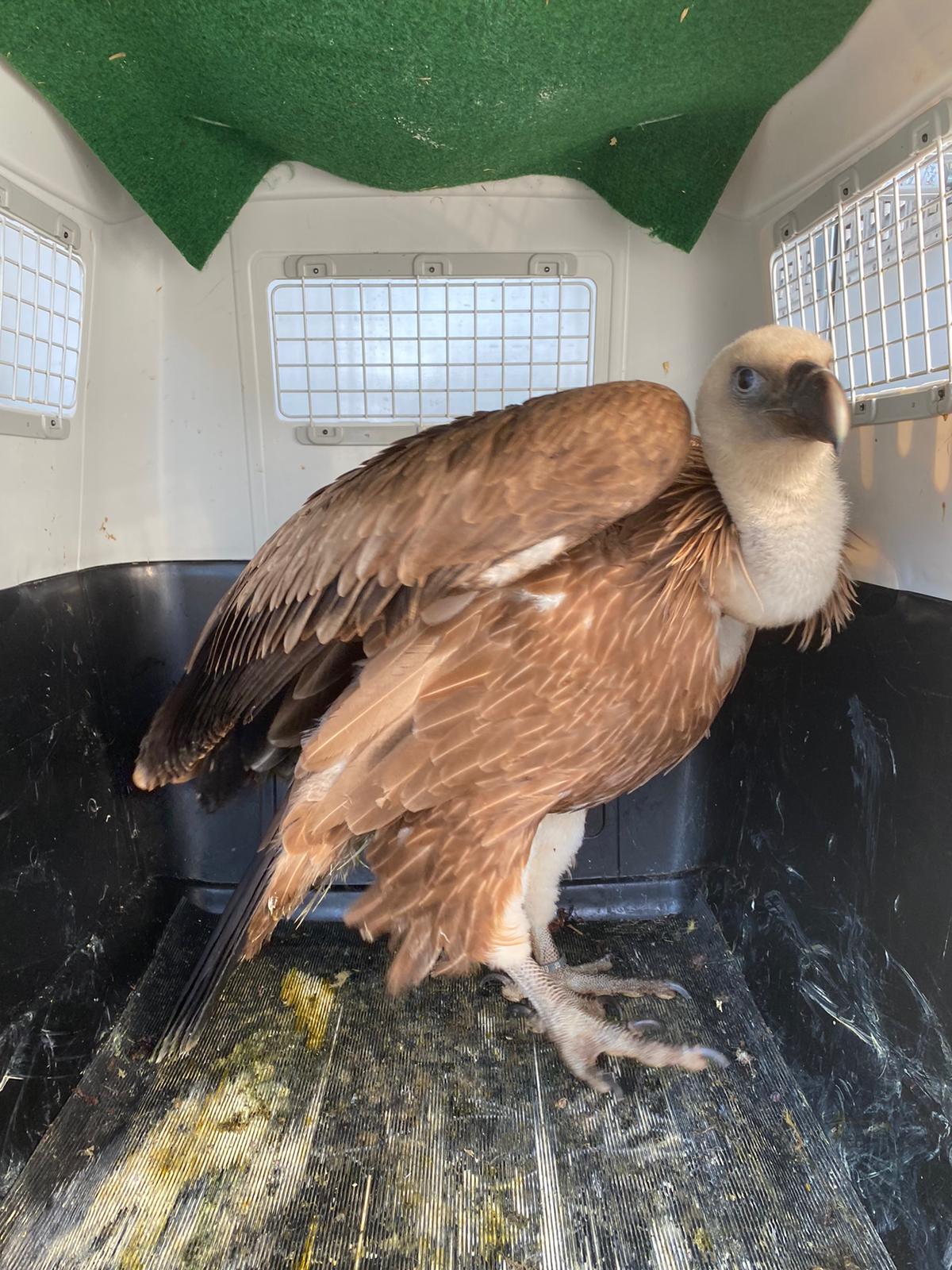 Sardegna, arrivati altri due grifoni: saranno messi in libertà sul Monte Minerva