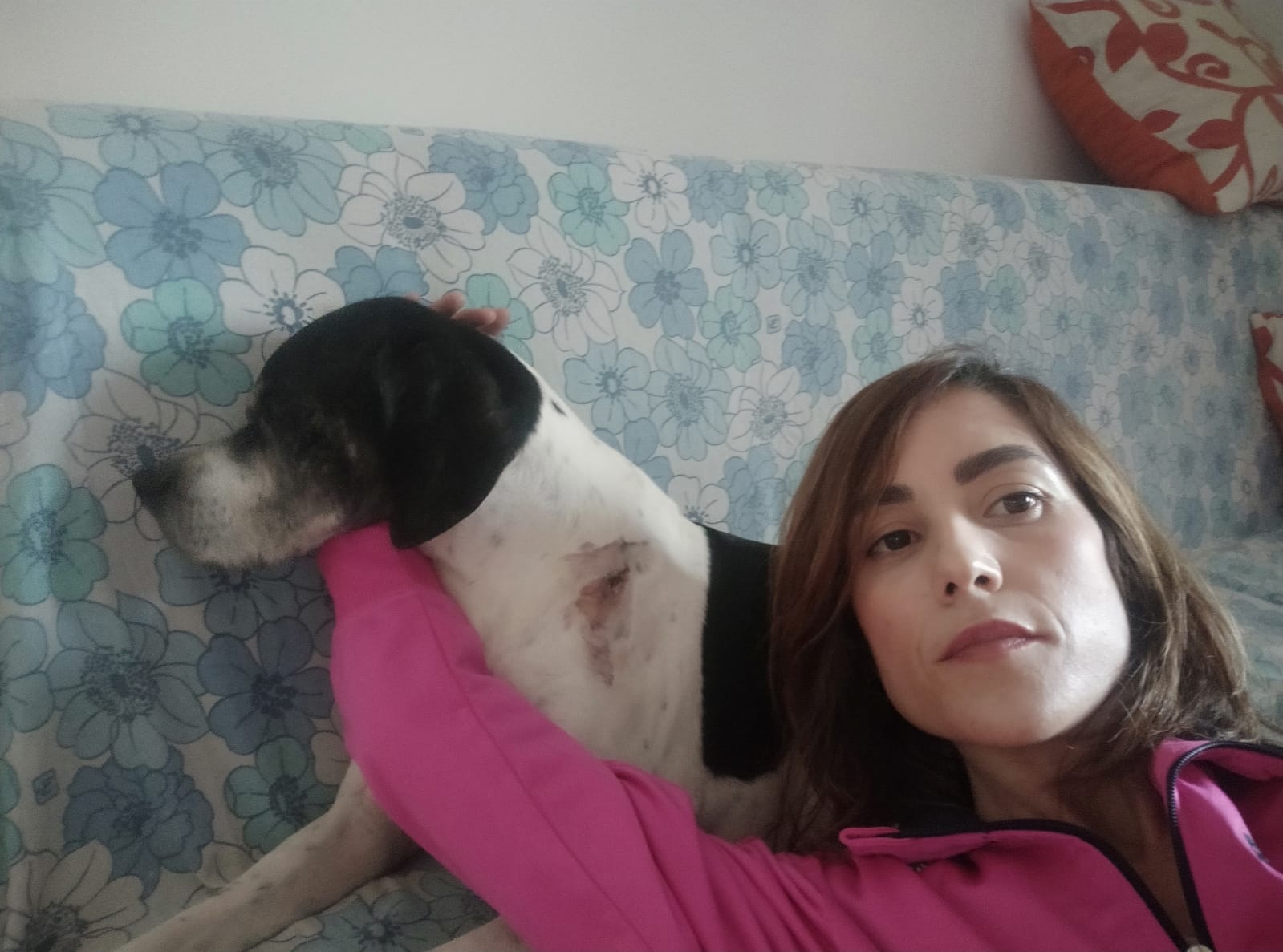 Terrore a Quartu: “Il mio cane azzannato in campagna da un molosso senza guinzaglio”