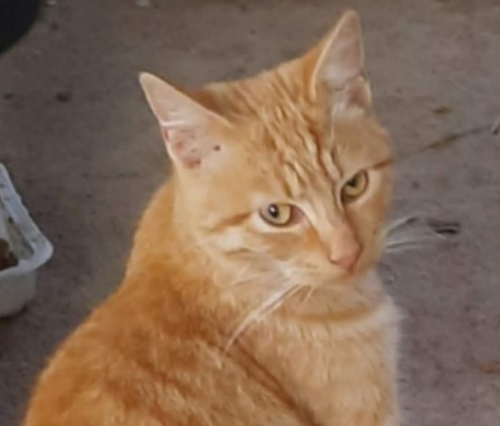 Sos per Tigrotto, il gattino tradito troppe volte perchè “pauroso”: ama le coccole, adottiamolo!