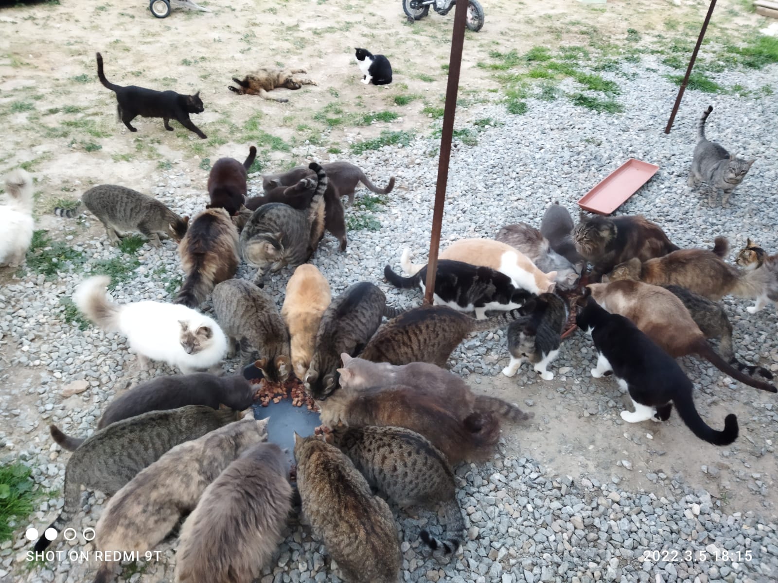 Zampe Matte a Radio Zampetta Sarda: “Abbiamo bisogno di cibo per 400 gatti, aiutateci”