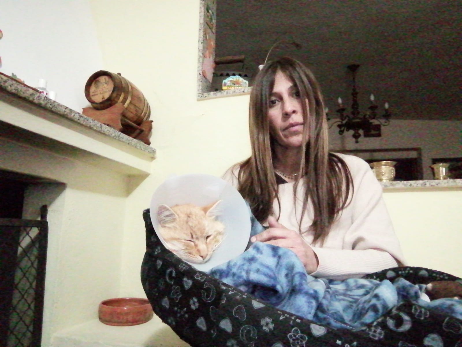 Quartu, “uno dei gatti che sfamo e curo preso a fucilate: ha pallini in tutto il corpo”