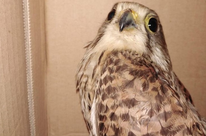 Maracalagonis, falco ferito cade vicino alle scuole: salvato dalla polizia locale