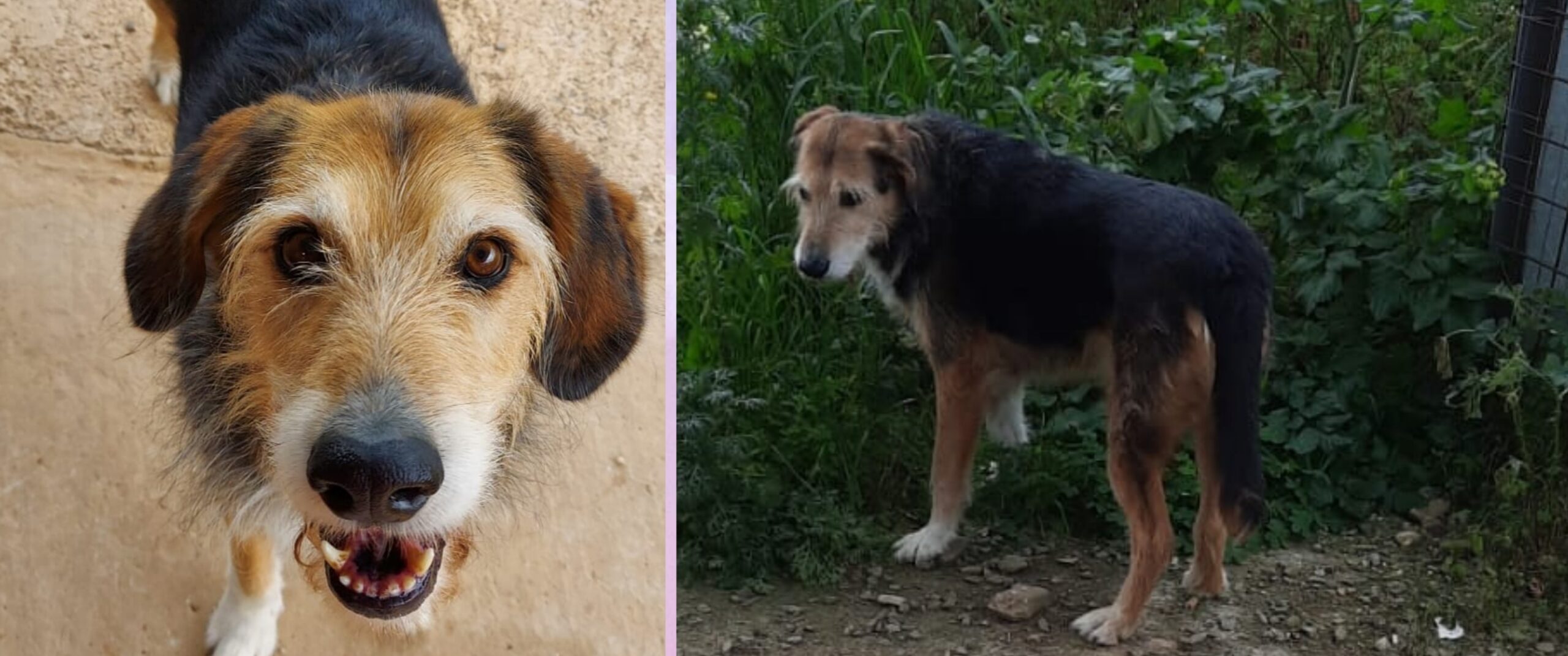 Una casa per il dolcissimo Sansone in cerca di coccole e carezze