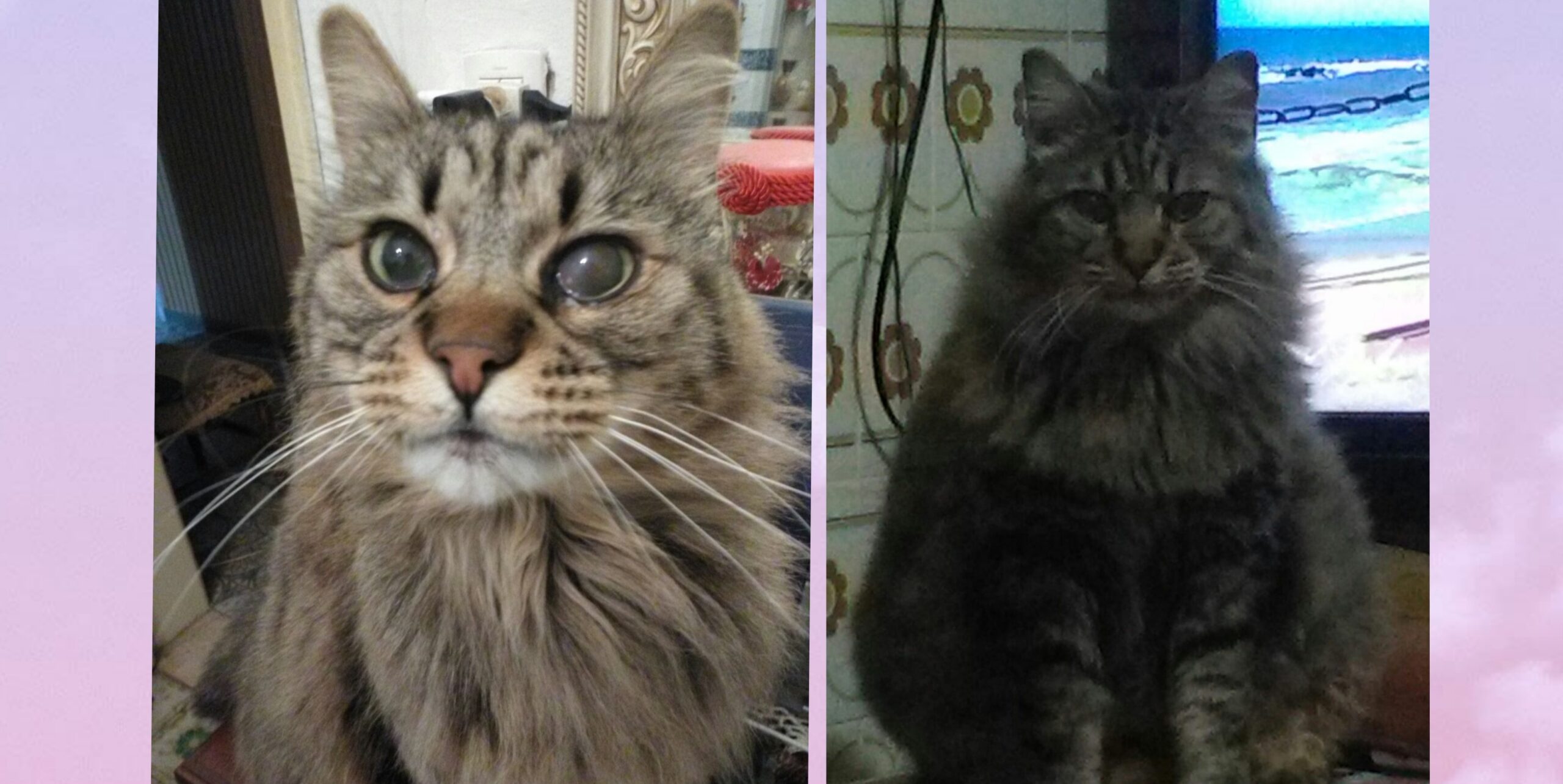 Tommy si è smarrito a Quartu: appello a Radio Zampetta Sarda