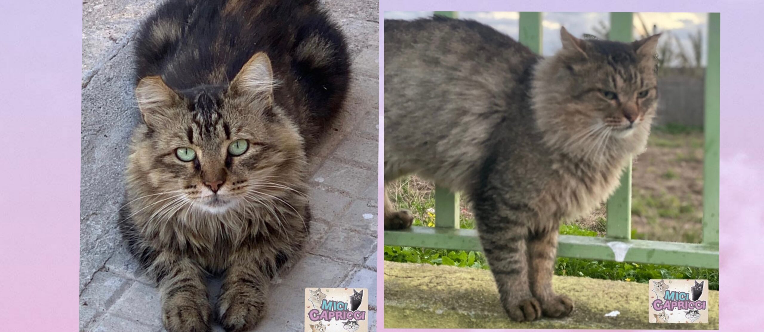 Sos a Radio Zampetta Sarda: cercasi adozione del cuore per Leonino