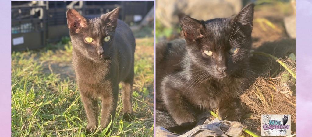 Sos a Radio Zampetta per la dolcissima Nana: “E’ rimasta sola, chi le regala l’amore di una vera famiglia?”