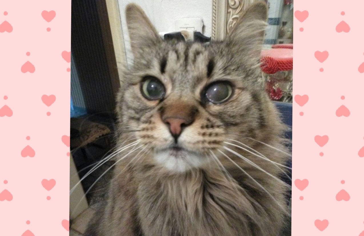 Sos a Radio Zampetta Sarda: Tommy si è smarrito a Quartu