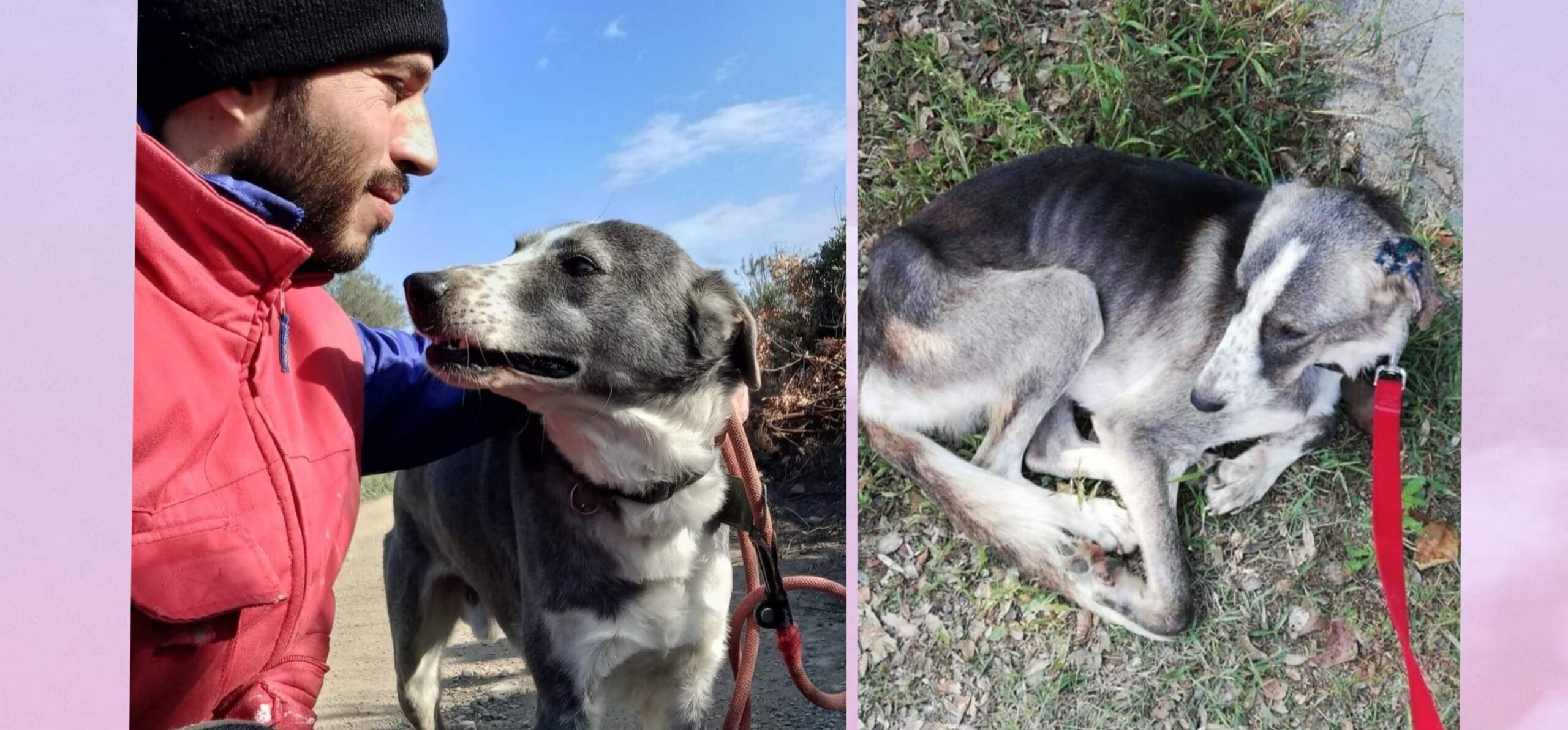 Un appello per Osso, amico fedele in cerca di una famiglia per la vita