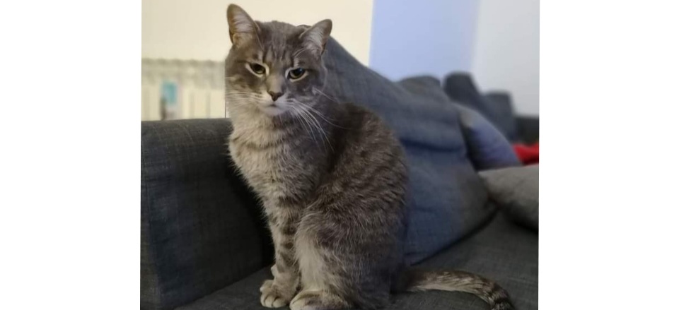 Sos per Simba, il gattino scappato a Pirri: aiutateci a ritrovarlo!