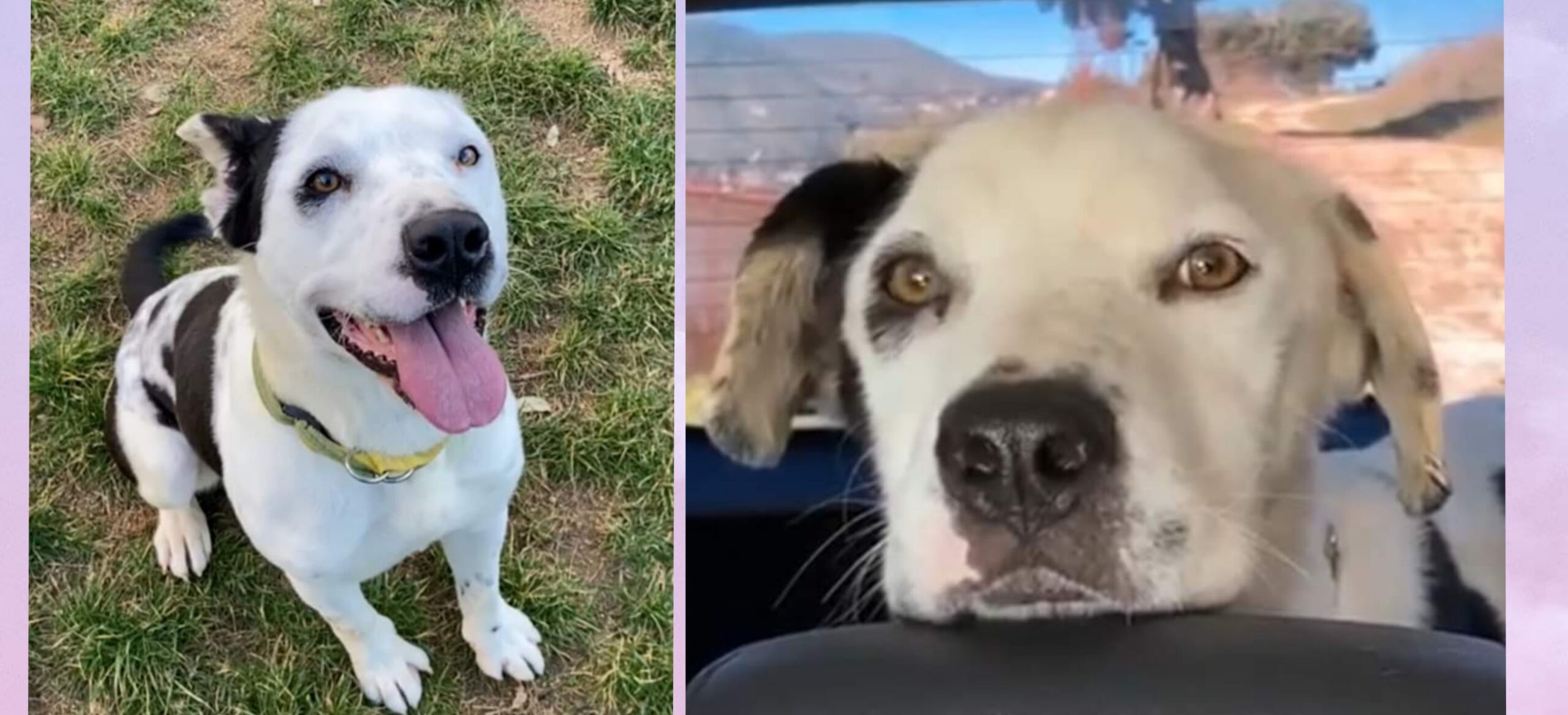 Yoshi, portato via dal canile perchè si stava lasciando morire: adottiamo questo dolcissimo incrocio pitbull