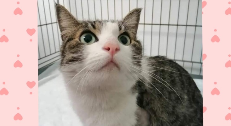 Radio Zampetta Sarda: trovato un gatto a Quartu, si cercano i padroni