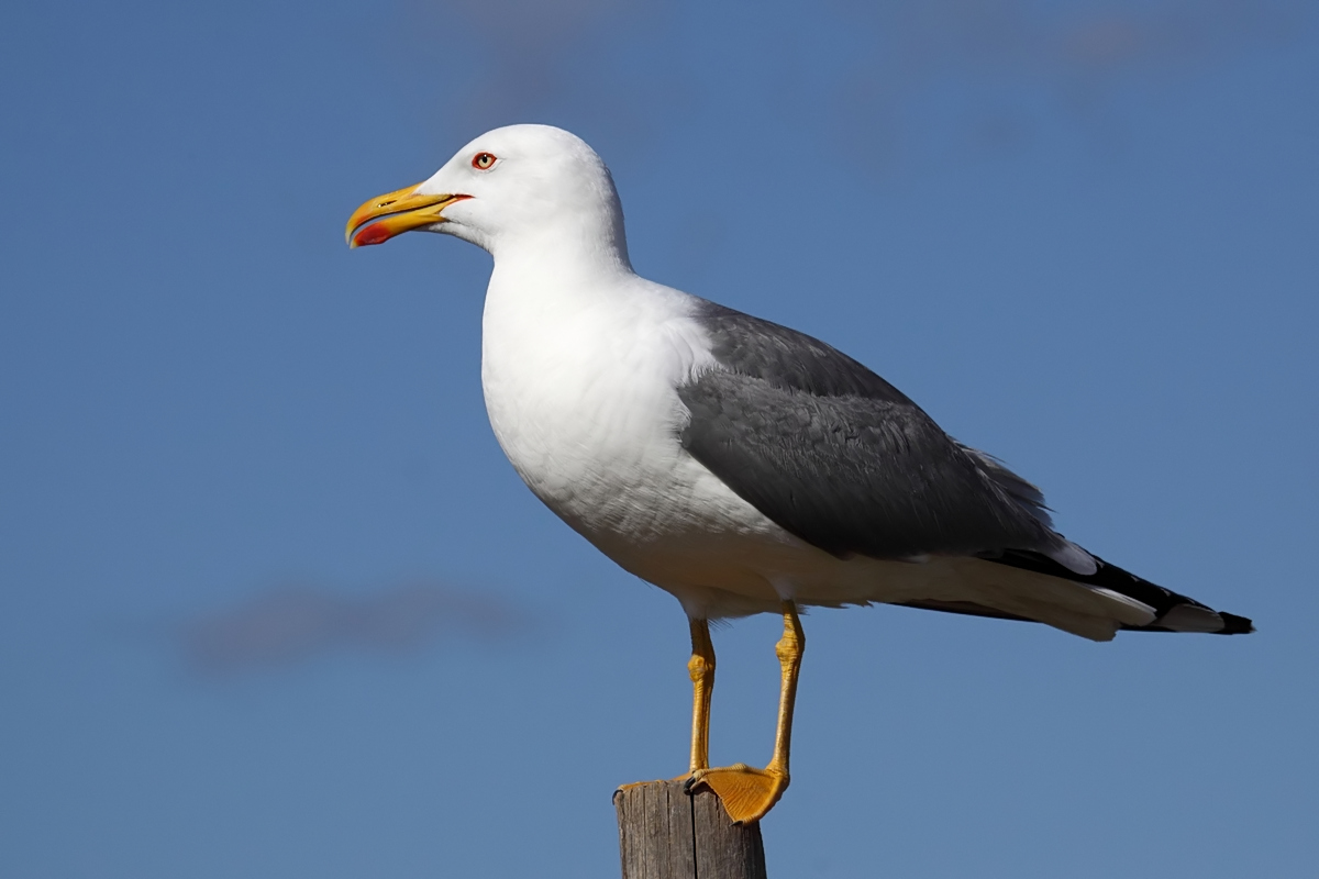“La destra si lamenta dei troppi gabbiani a Cagliari? La città è sporca, la puliscano”