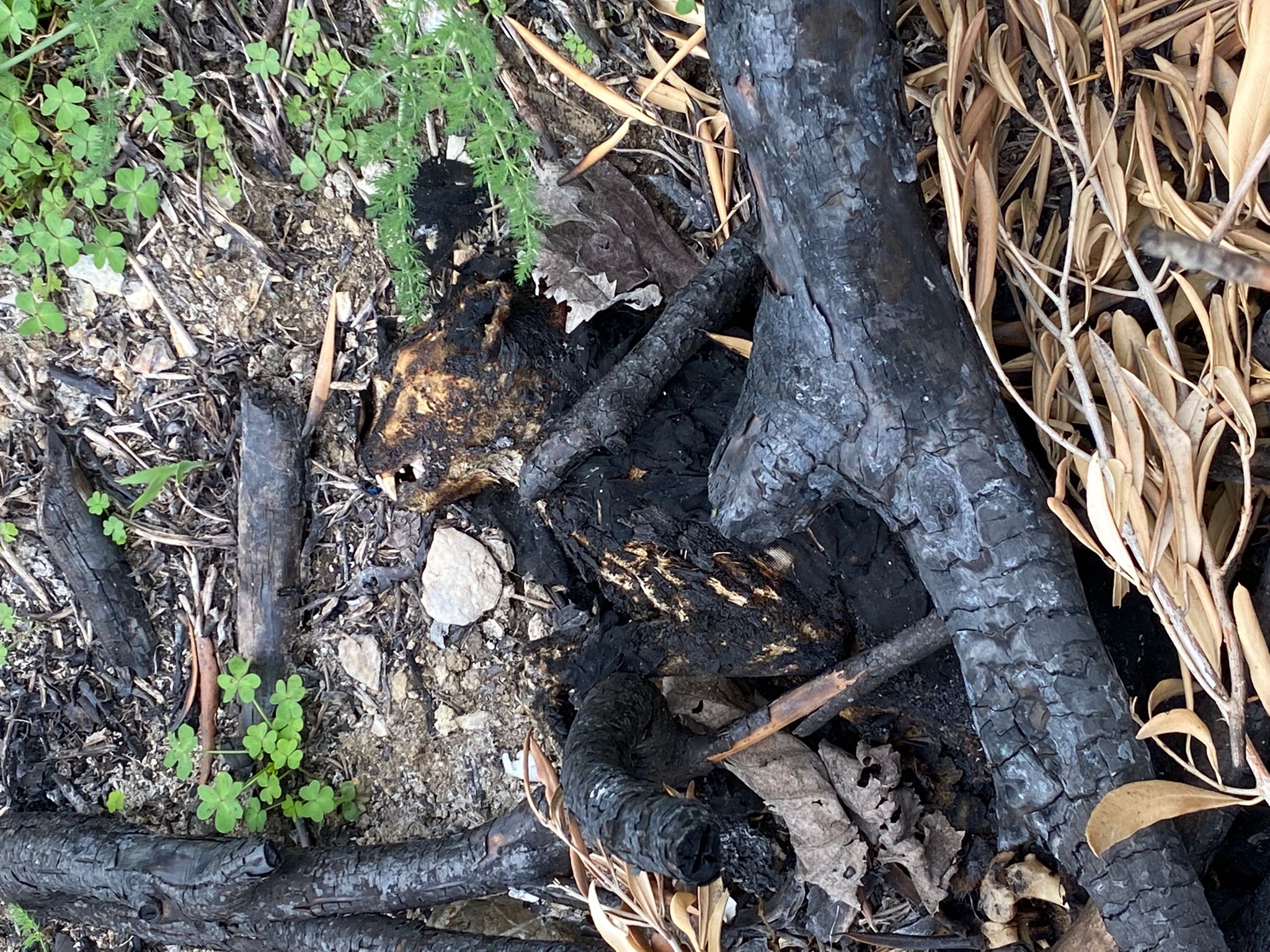 Orrore nelle campagne di Sestu: “Resti di cani o gatti bruciati, vicino c’è la colonia felina di San Gemiliano”