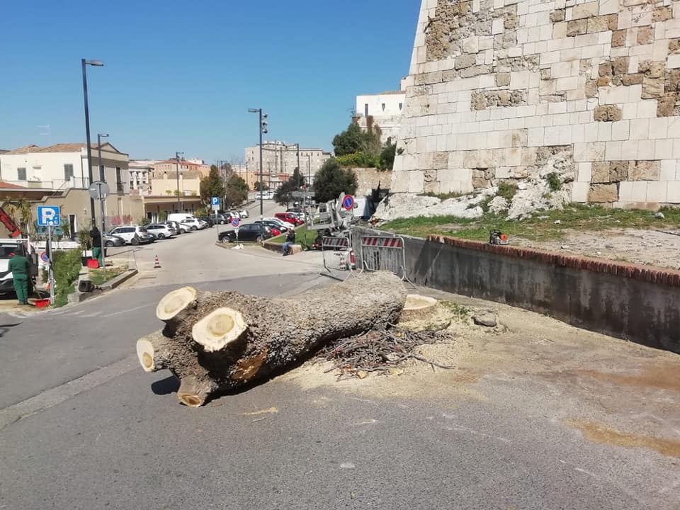 “Alberi abbattuti a Cagliari, nessuna comunicazione: che fine ha fatto l’addetto stampa del Verde”?