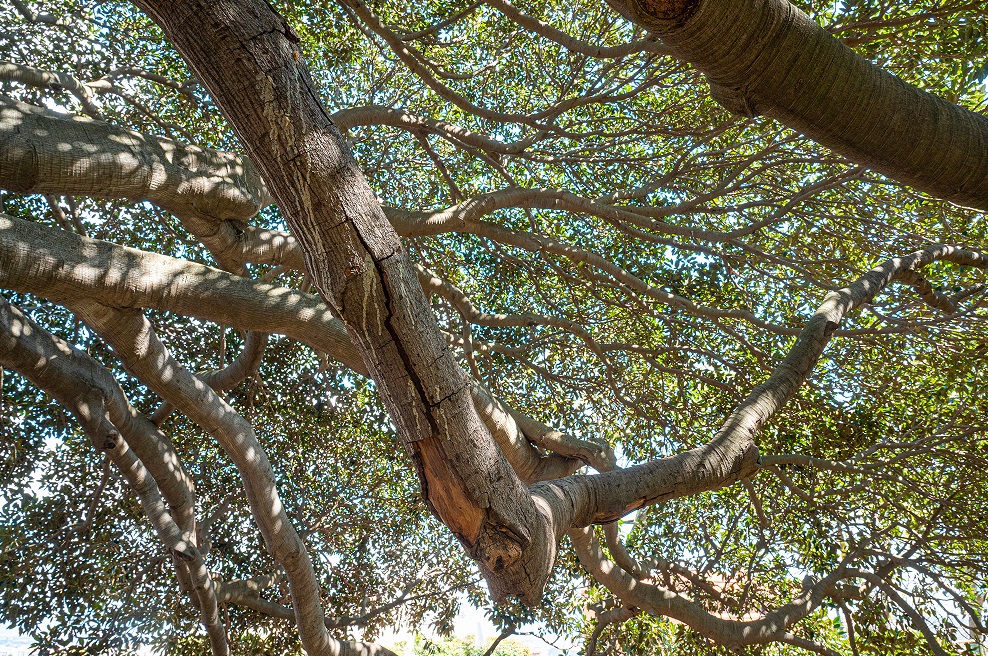 Pericolo a Cagliari, rischia il crollo un ramo del grande ficus dei Giardini Pubblici: via alla potatura d’urgenza