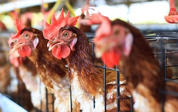 Blocco dei porti, sos degli allevatori in Sardegna: “Esaurite le scorte di mangime, galline e maiali moriranno di fame”