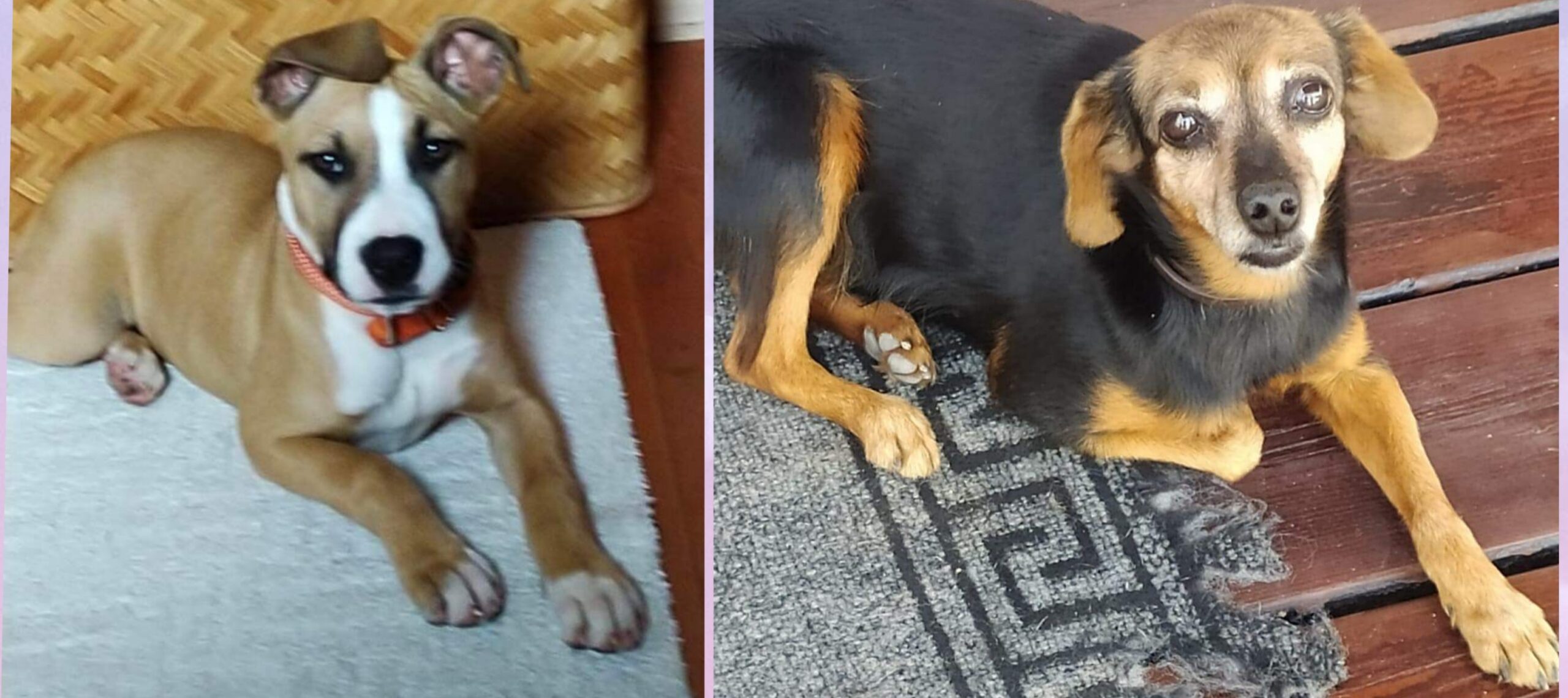 Radio Zampetta Sarda, sos per 2 cagnolini scomparsi a Flumini