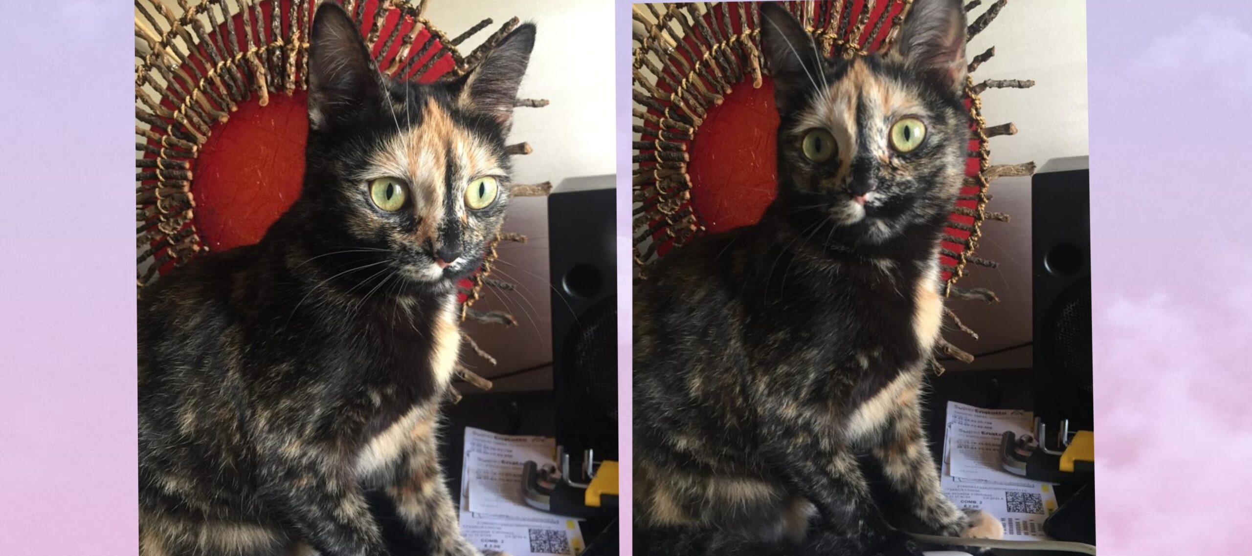 Radio Zampetta Sarda: sos per Astra, smarrita a Quartu