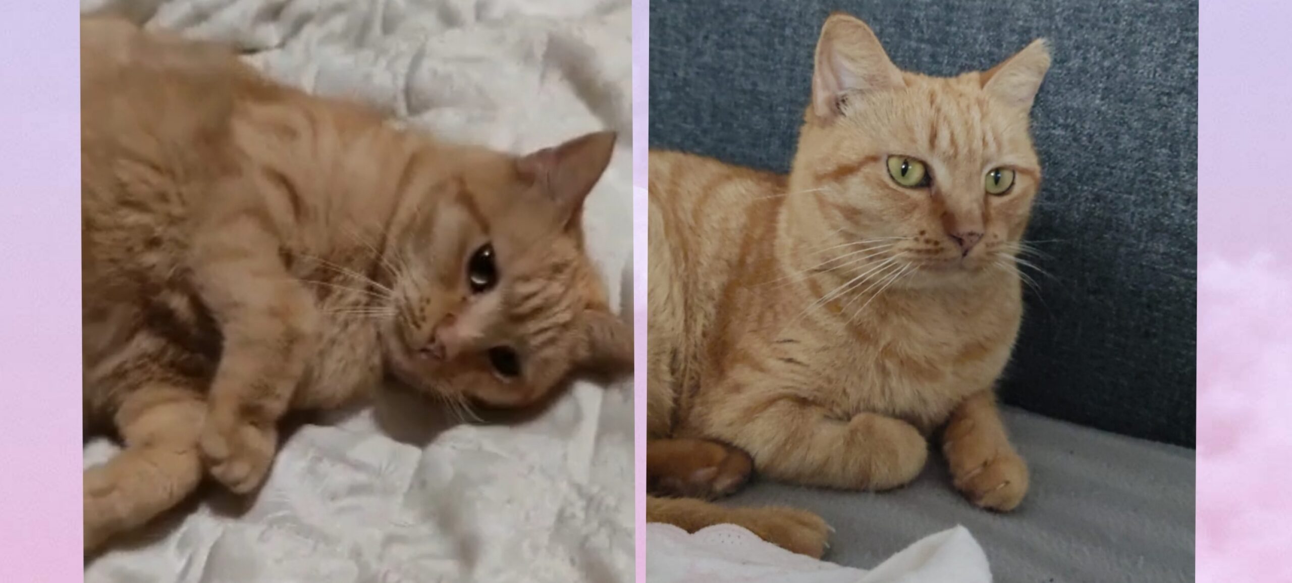 A Radio Zampetta appello per Kira, abbandonata in strada dopo la perdita della padrona