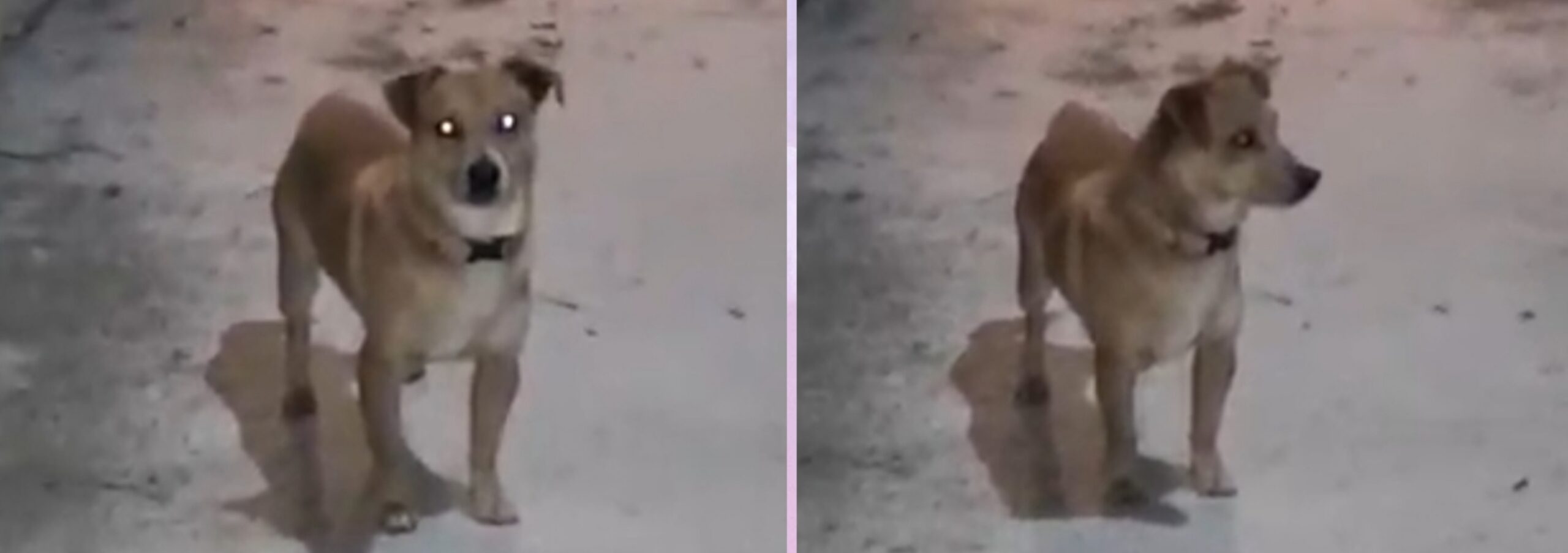 Sos a Radio Zampetta : “Segnalato cagnolino di piccola taglia a Quartu, zona Is Arenas. Di chi è”?