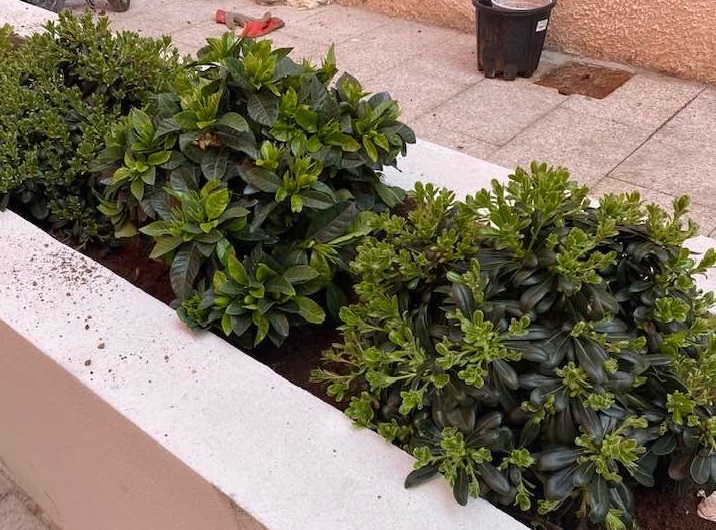 Cagliari, vandali scatenati a Stampace: le piante dell’ex Castello sorcesco rubate dopo appena 24 ore