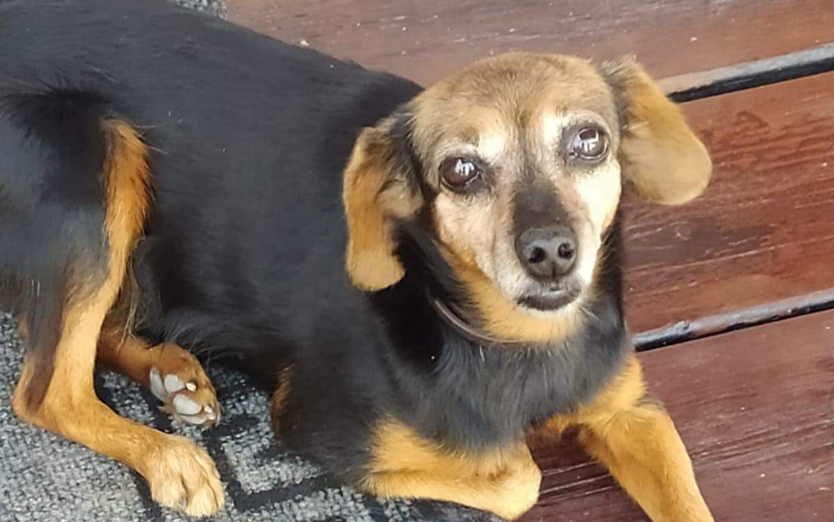 Sos per ritrovare Mia, la cagnolona scomparsa a Flumini a Sa Funtanedda