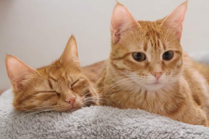 Karen e Sharon, appello del cuore per adottare queste due sorelline inseparabili