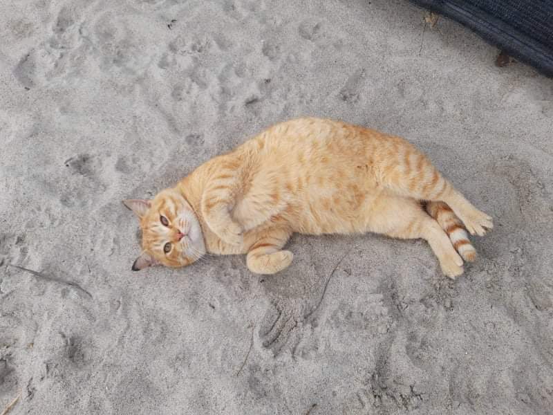 Sos per Martin, il gattone ritrovato che ora cerca una famiglia