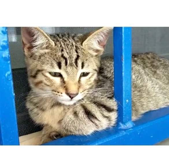 Sos a Radio Zampetta per Rosy, scappata a Cagliari in via La Nurra: ritroviamola!