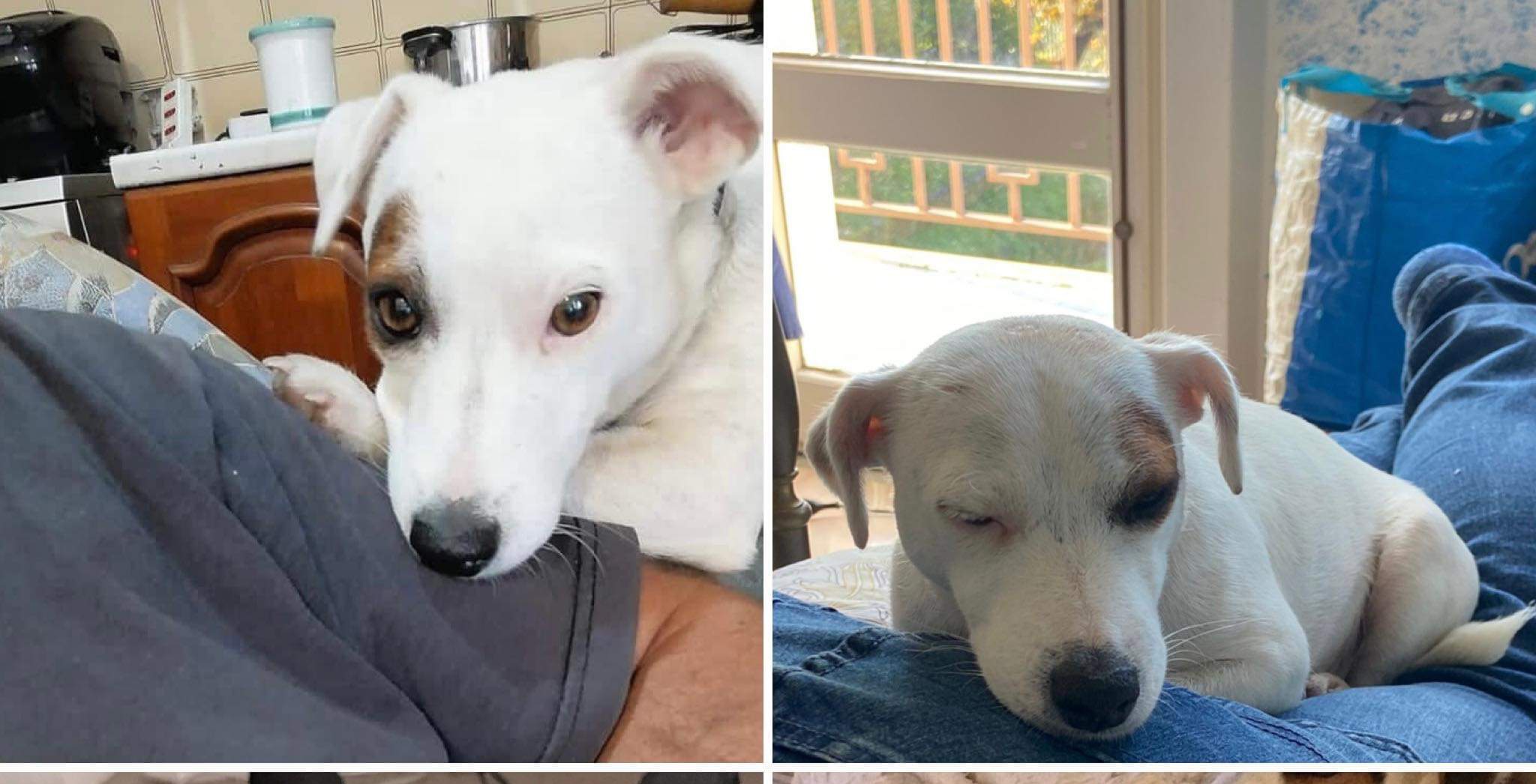 Ricompensa per chi ritrova la piccola Kira, femmina di Jack Russell scomparsa