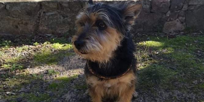 Sos da Teulada a Radio Zampetta per un simil Yorkshire che si è smarrito