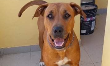 Sos a Radio Zampetta Sarda: il padrone è molto malato, si cerca una famiglia per Zazy