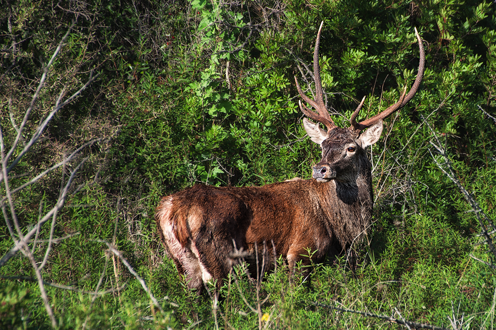 Cervo sardo, il Grig contro l’assessore Lampis: “L’unica idea che riesce ad avere è farlo fuori”