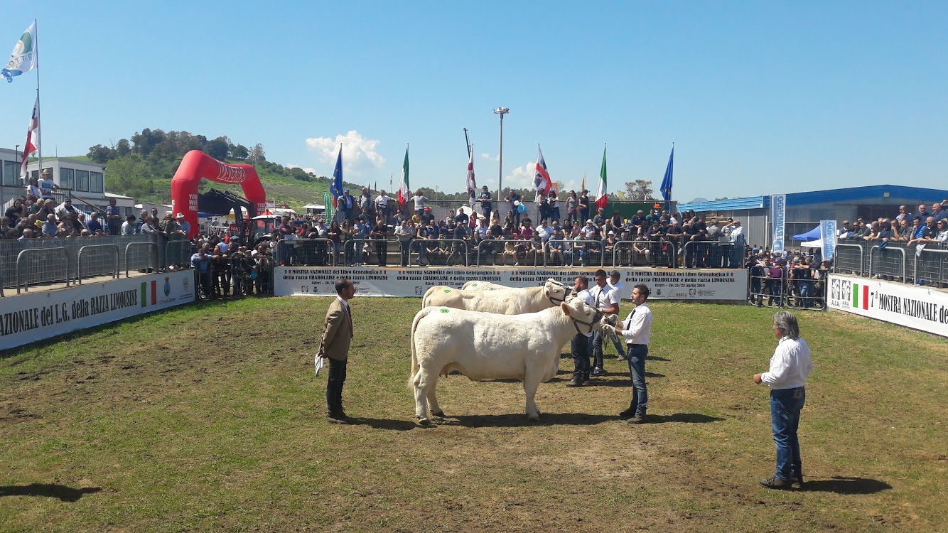 Ozieri, al via la mostra del bovino da carne