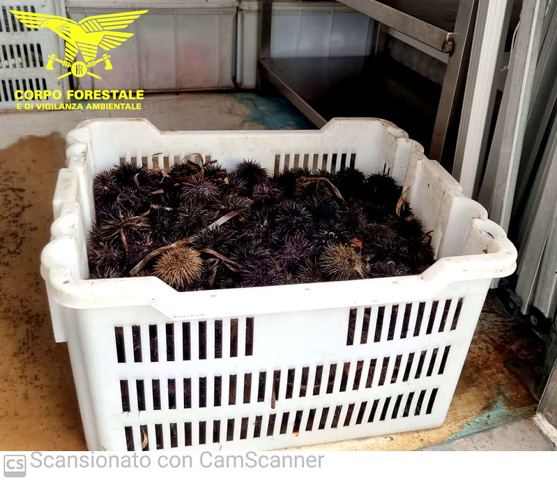 Pesca illegale del riccio di mare a Cagliari, controllati ristoranti e pizzerie: multe per 12 mila euro