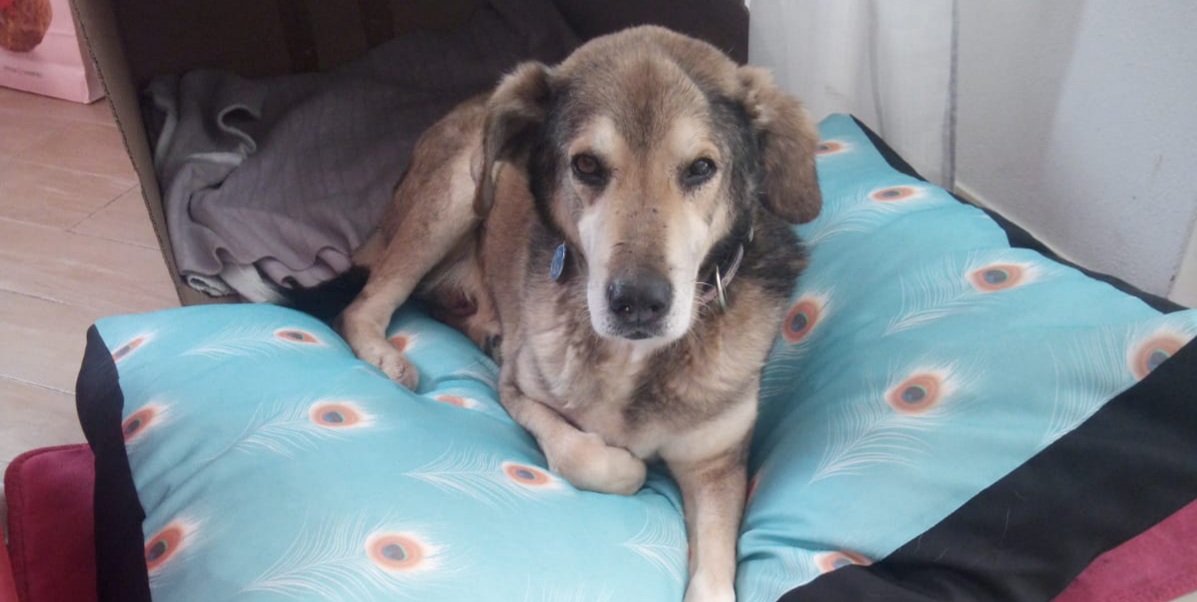 A Radio Zampetta la storia di Nonno Menau, il cane pestato a bastonate da cucciolo