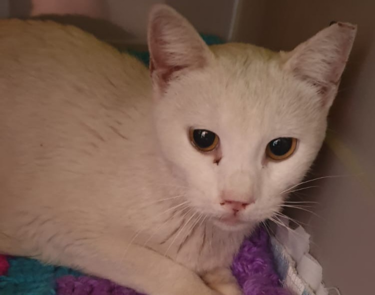 Una casa per la dolcissima Neve, abbandonata a Cagliari e rifiutata dai gatti del quartiere