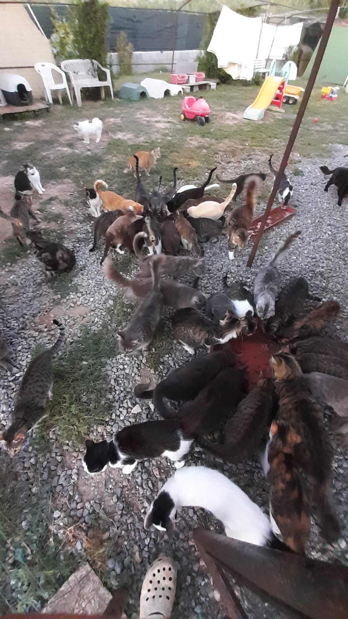 A Radio Zampetta Sarda l’appello di Zampe Matte: “Non abbiamo più cibo per 400 gatti”