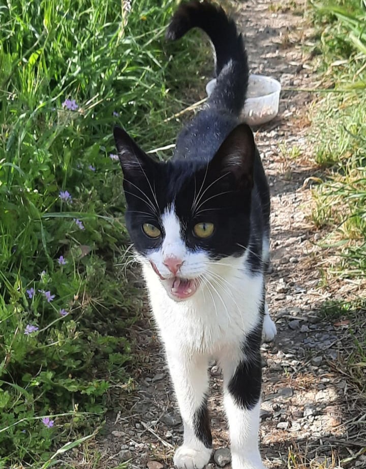 Sos a Radio Zampetta Sarda, regaliamo una casa a una gattina abbandonata