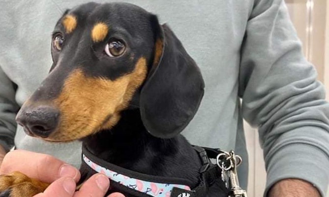 Sos a Pirri per il dolce Lucky, aiutateci a riportarlo a casa